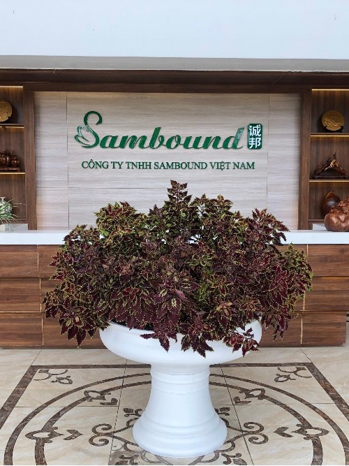 在越南的中國注塑廠：競爭優(yōu)勢與市場機遇